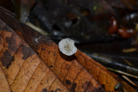 Allpahuayo Mishana Reserva Nacional