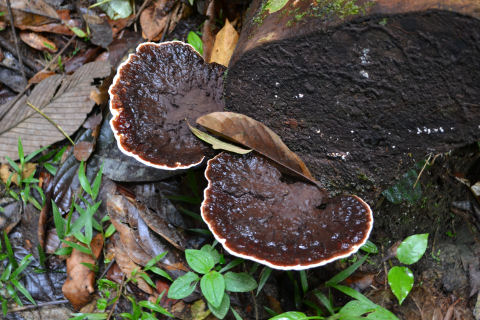 Allpahuayo Mishana Reserva Nacional