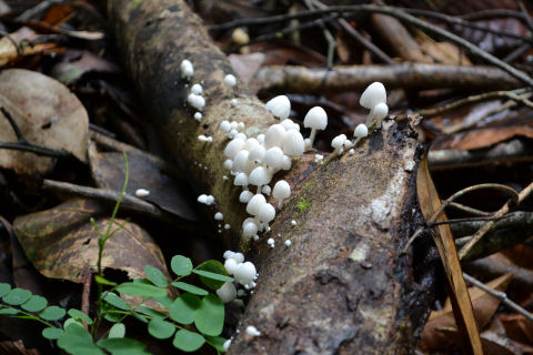 Allpahuayo Mishana Reserva Nacional