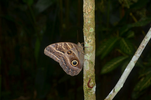 Allpahuayo Mishana Reserva Nacional