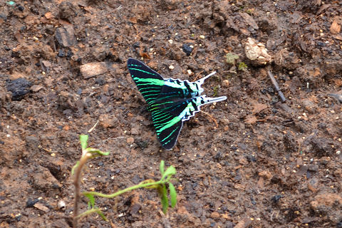 Allpahuayo Mishana Reserva Nacional