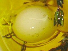 Closeup of encapsulated olive juice