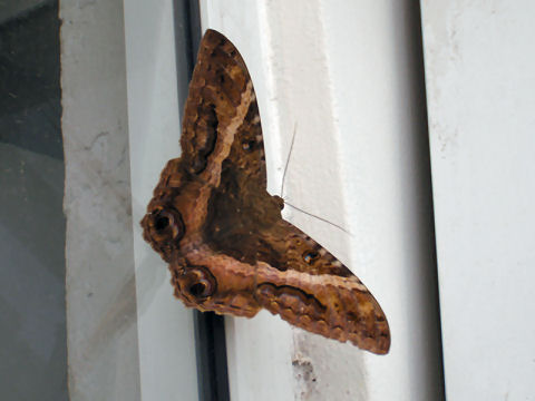 Black Witch Moth - I think