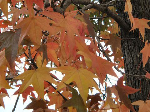 Fall leaves in Acassuso