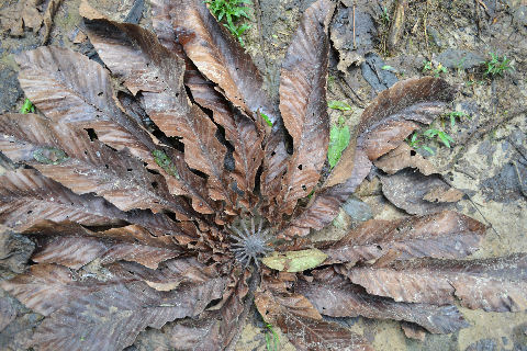 Leaves in Allpahuayo