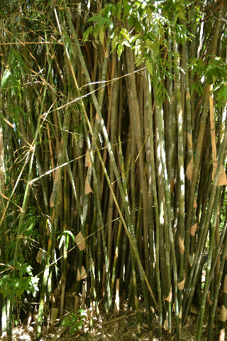 Bamboo at the Botanico