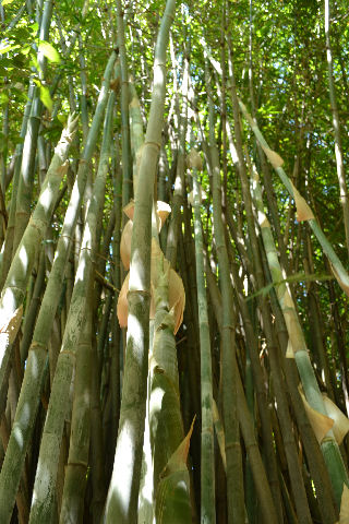 Bamboo at the Botanico