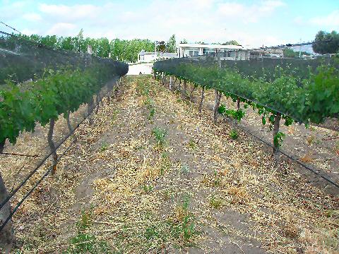 Valentin Bianchi vineyards