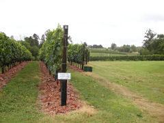 Bodegas Bouza - tannat vineyard