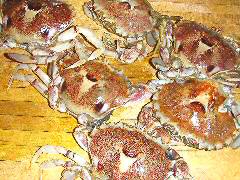 Crabs ready to be cooked