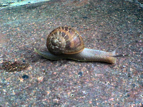 Snail