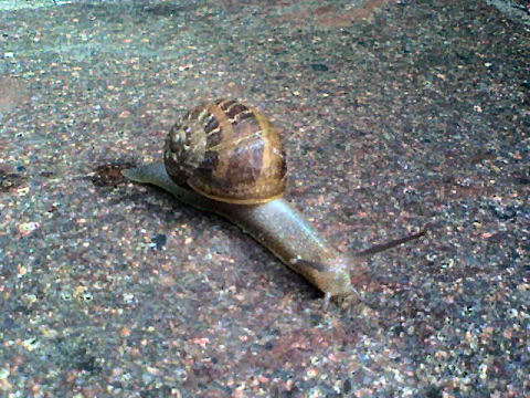 Snail