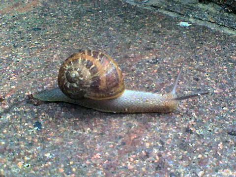 Snail