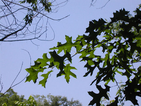 Skylit leaves in Central Park