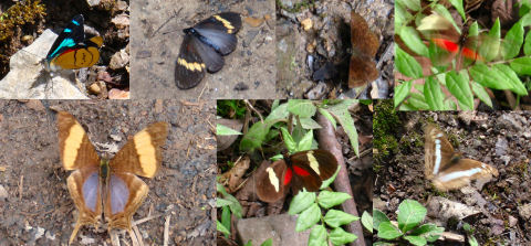 Butterflies on the Gocta trail