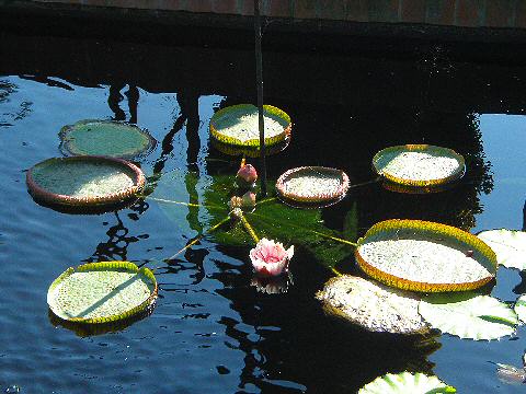 Chicago Botanic Garden