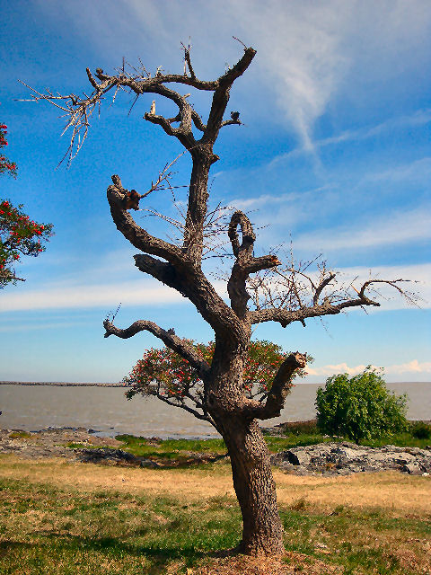 Dead tree