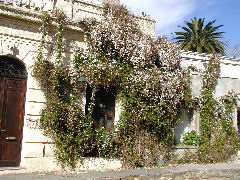 Colonia flowering vines on a wall