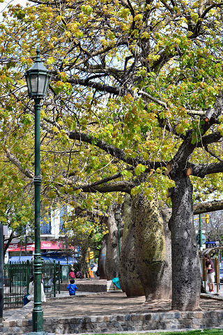 Constitucion trees