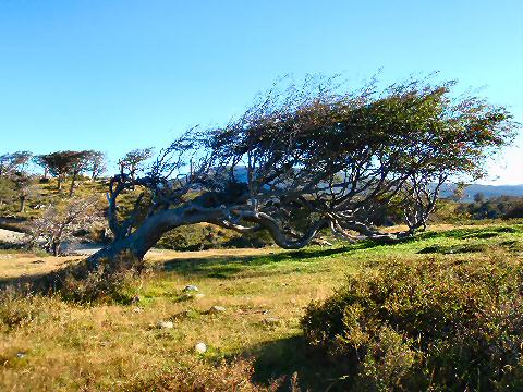 The famed flag tree