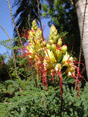 Interesting flowers along Nueva York