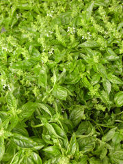 Greenmarket - basil