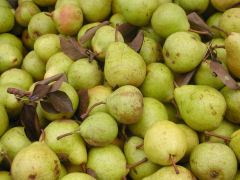 Greenmarket - pears