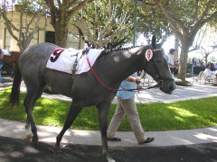 Hipodromo