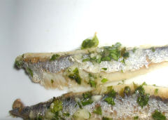 Inaki - Closeup on a boquerone