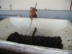 Irurtia - pushing the grapes into the giant crusher