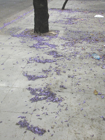 Jacaranda aftermath