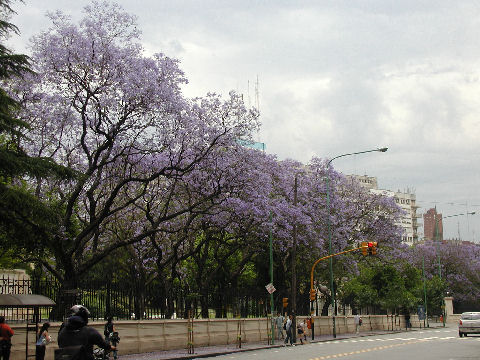 Jacarandas along Luis Campos