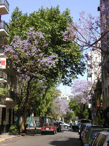 Jacarandas along Pacheco de Melo