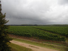 Juanico - a look over the vineyards