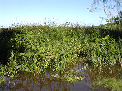 La Balandra