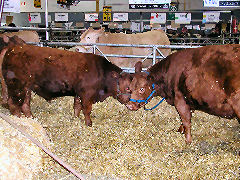 Brown Cows - maybe Brangus?