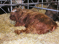 Hairy Brown Cow - a West Highland