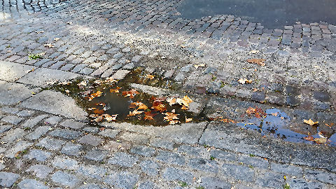 Leaves on the street