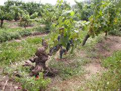 A still productive Tannat vine, more than a century old
