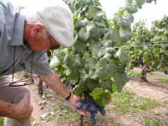 Senor Abbona shows us some of the old vine Tannat