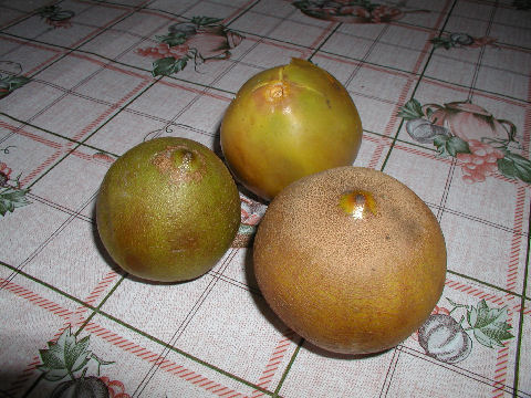 Lucuma