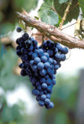 Malbec grapes