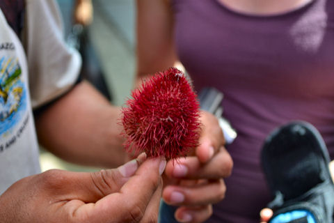 Belen Market tour