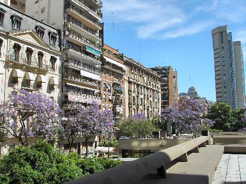 Jacarandas from the library terrace