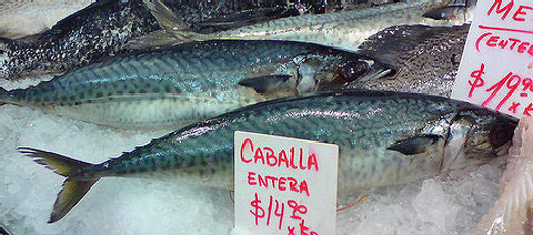 Caballa - Mackerel