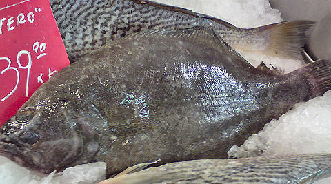 Lenguado - Large-Tooth Flounder