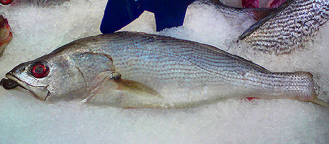 Pescadilla - Striped Weakfish