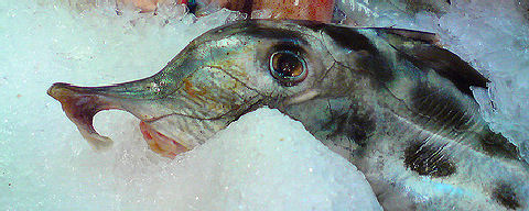 Pez Gallo - Elephantfish