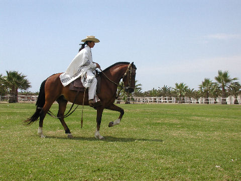 Peruanos al Paso