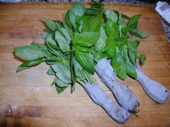 Fresh Basil for my pesto